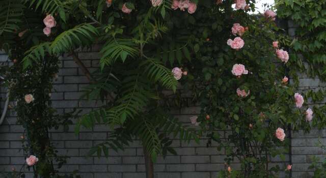 Гостиница Гостевой Дом Топаз Адлер-24